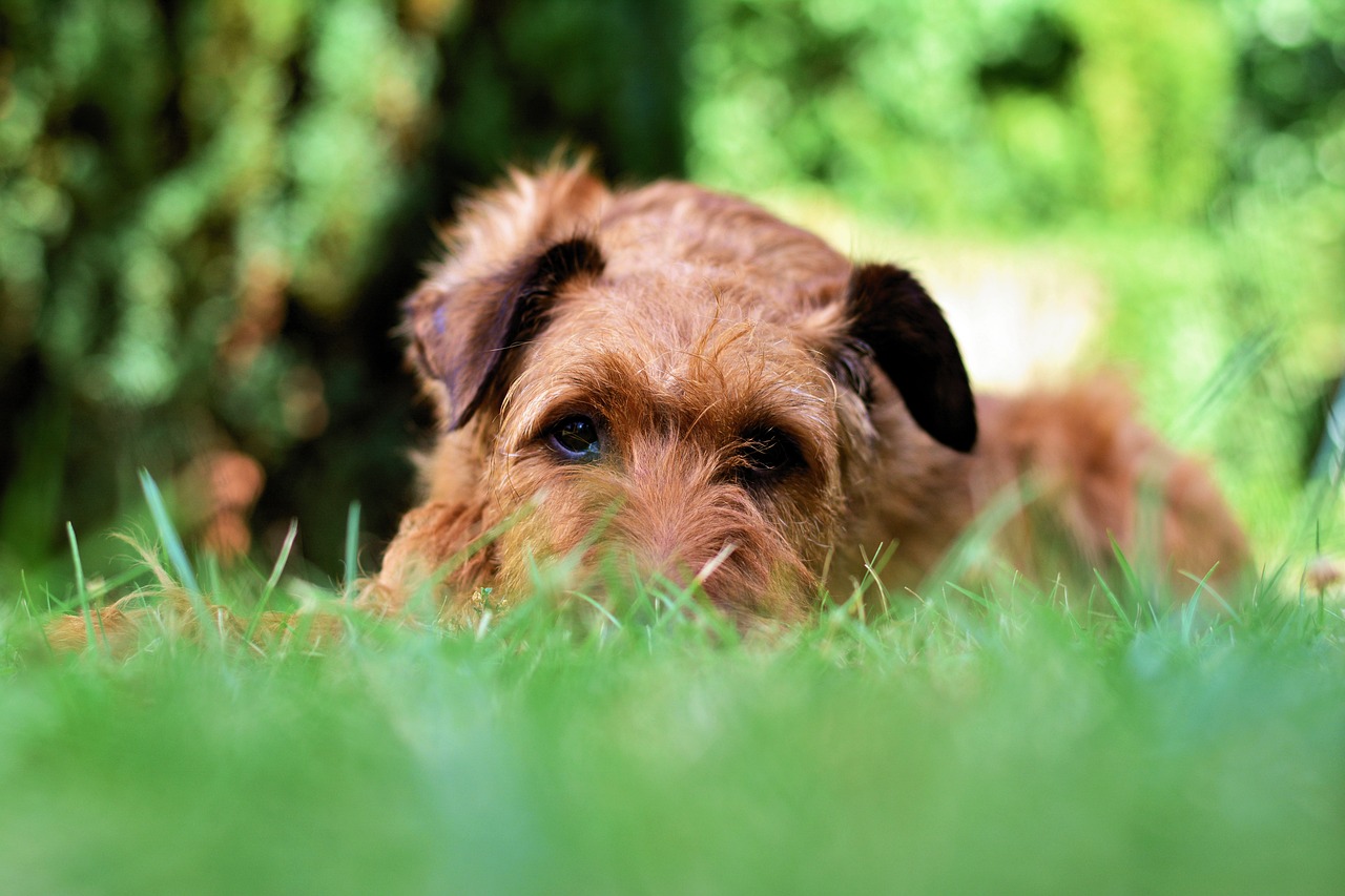 The Playful Personality of the Tibetan Terrier